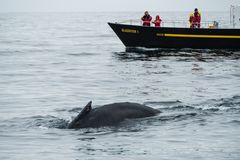 Wale beobachten                     DSC_3109