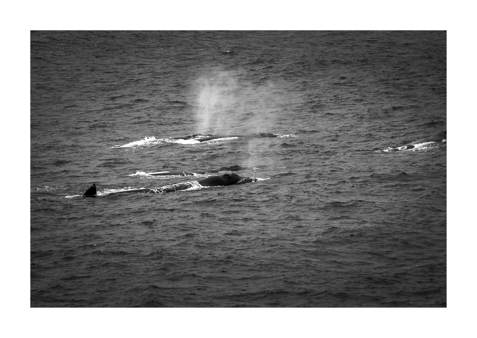 Wale ~ De Kelders ~