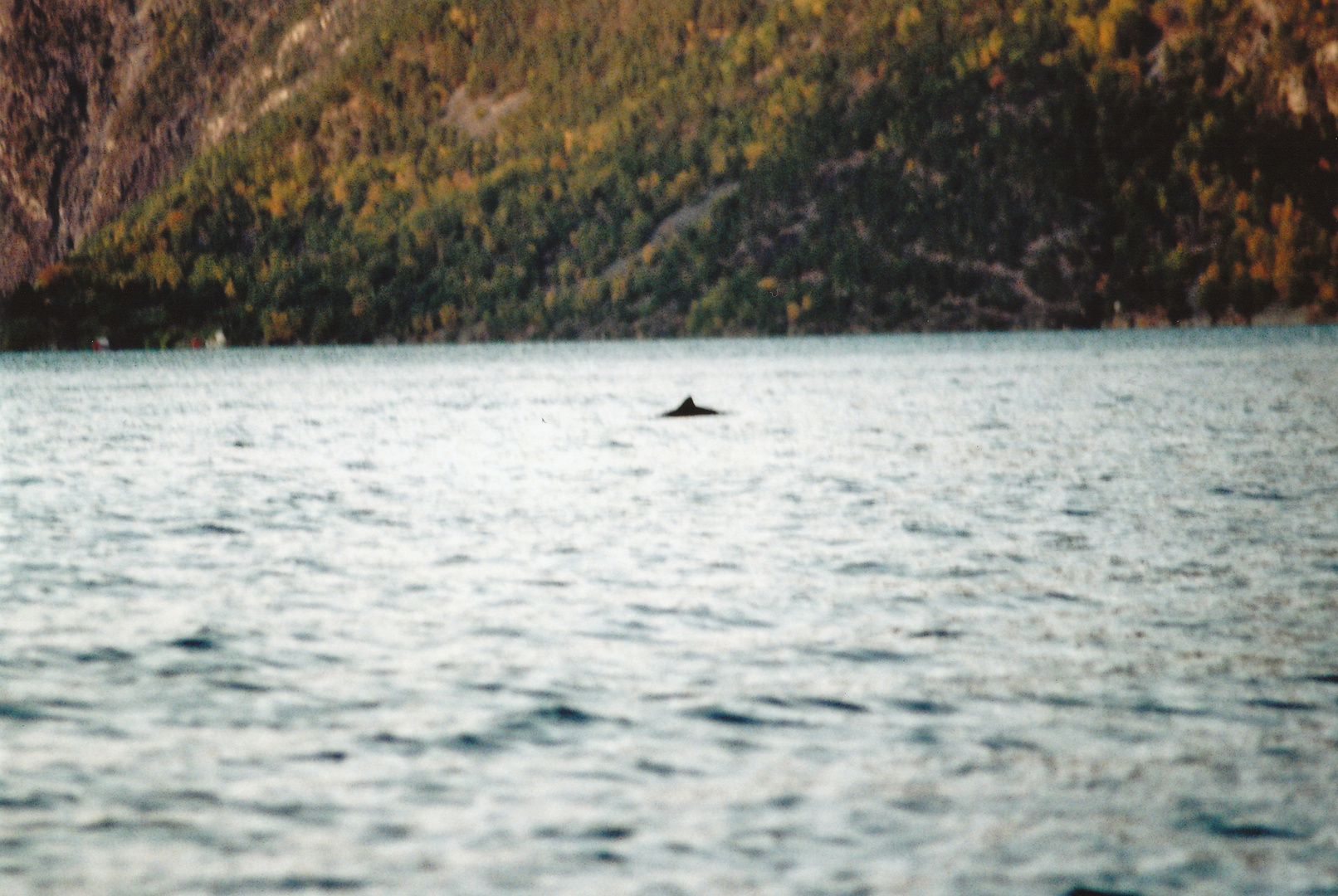 Wale im Fjord
