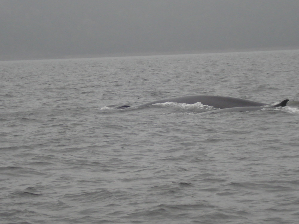 Wale im Fjord