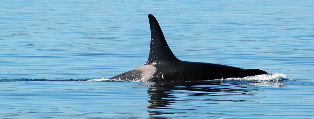 Wale im Norden von Vancouver Island