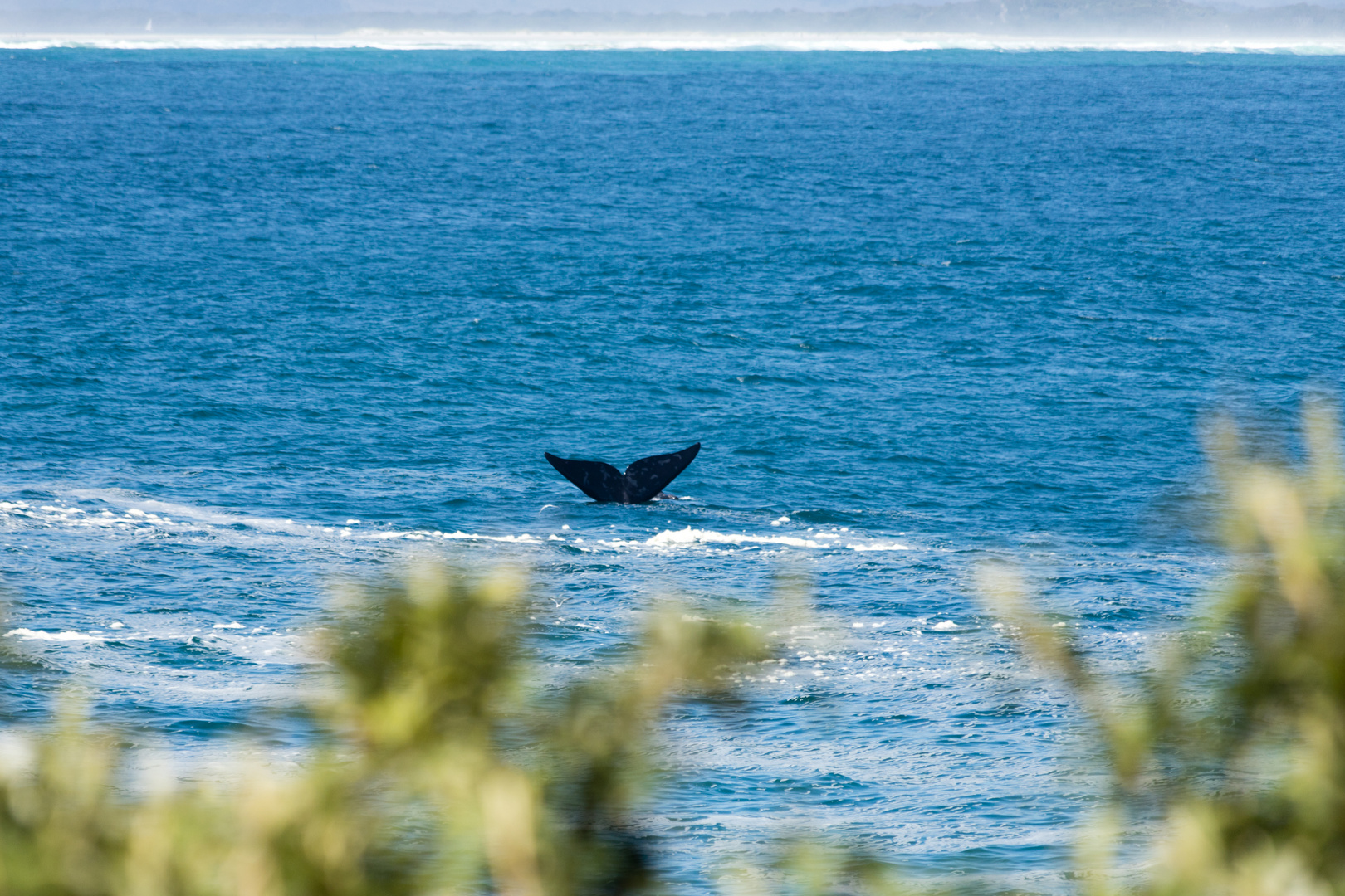 Wale in der Bucht 2