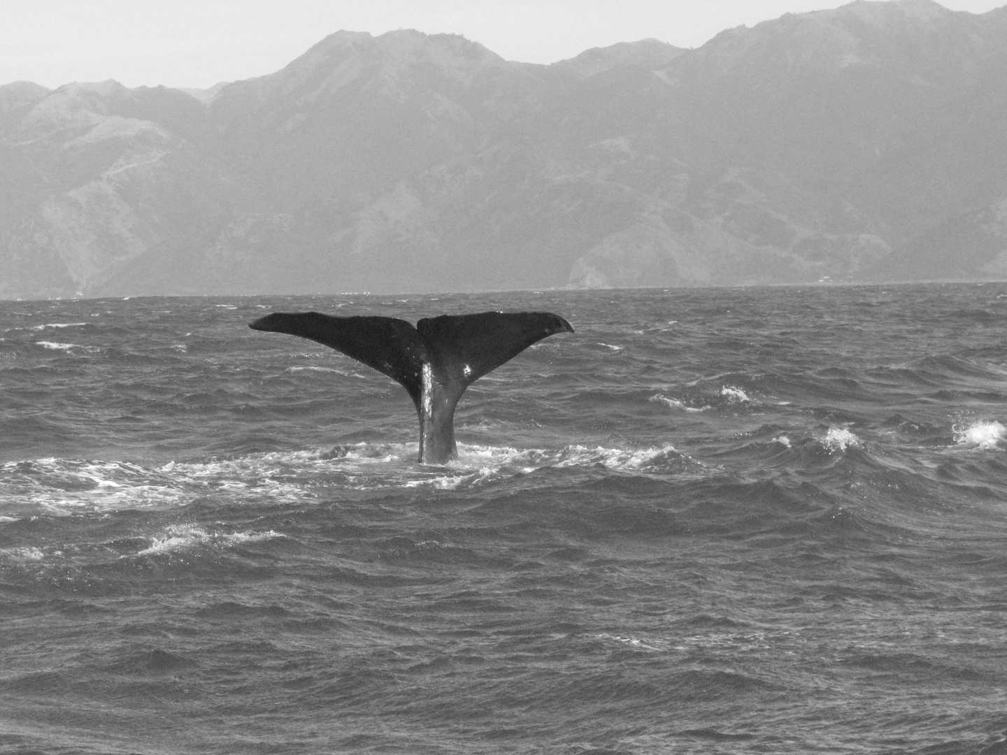 Wale in Neuseeland