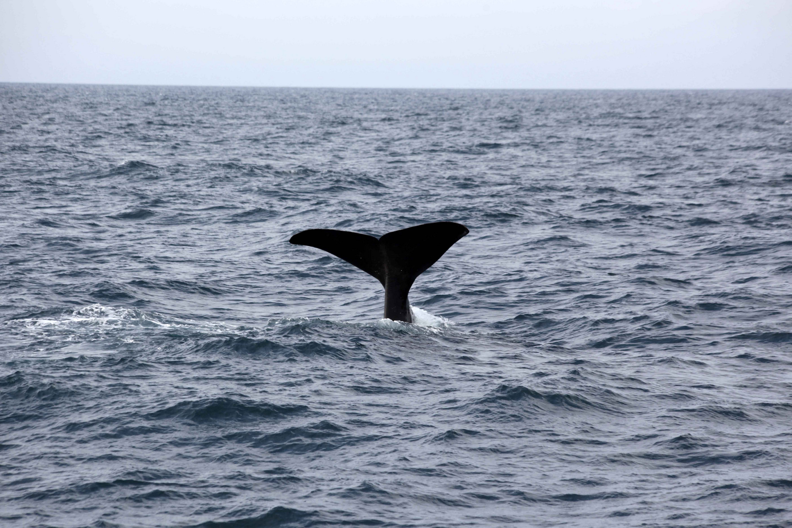 Wale in Norwegen Foto & Bild | norwegen , world, himmel Bilder auf ...