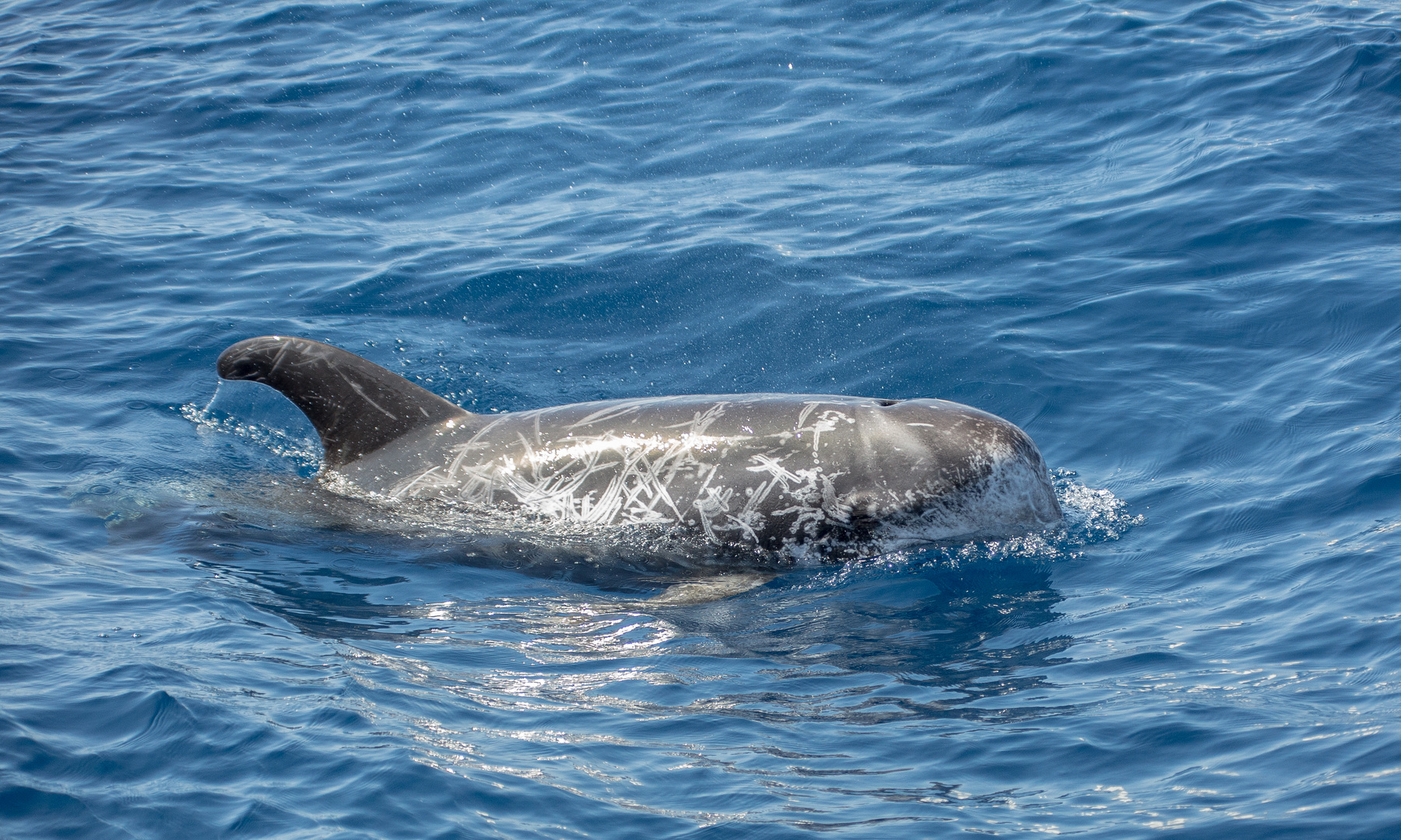 Wale und Delfine Foto & Bild | tiere, wildlife, wildlife: sonstige ...