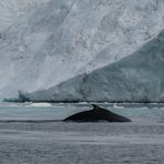 Wale - Unsere Begleiter