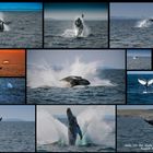 Wale vor der Küste Neufundlands
