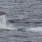 Wale vor der Küste von Andernes (Norwegen)