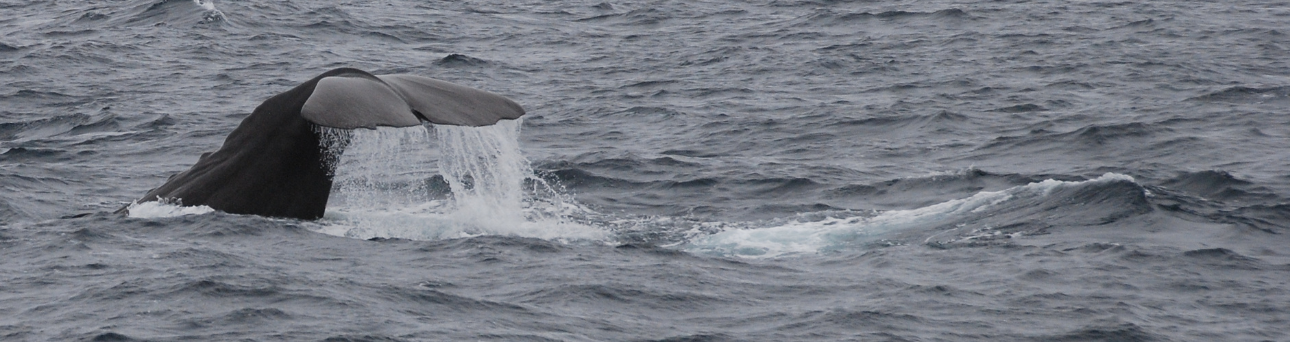 Wale vor der Küste von Andernes (Norwegen)