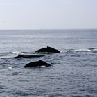 Wale vor der Ostküste Amerikas