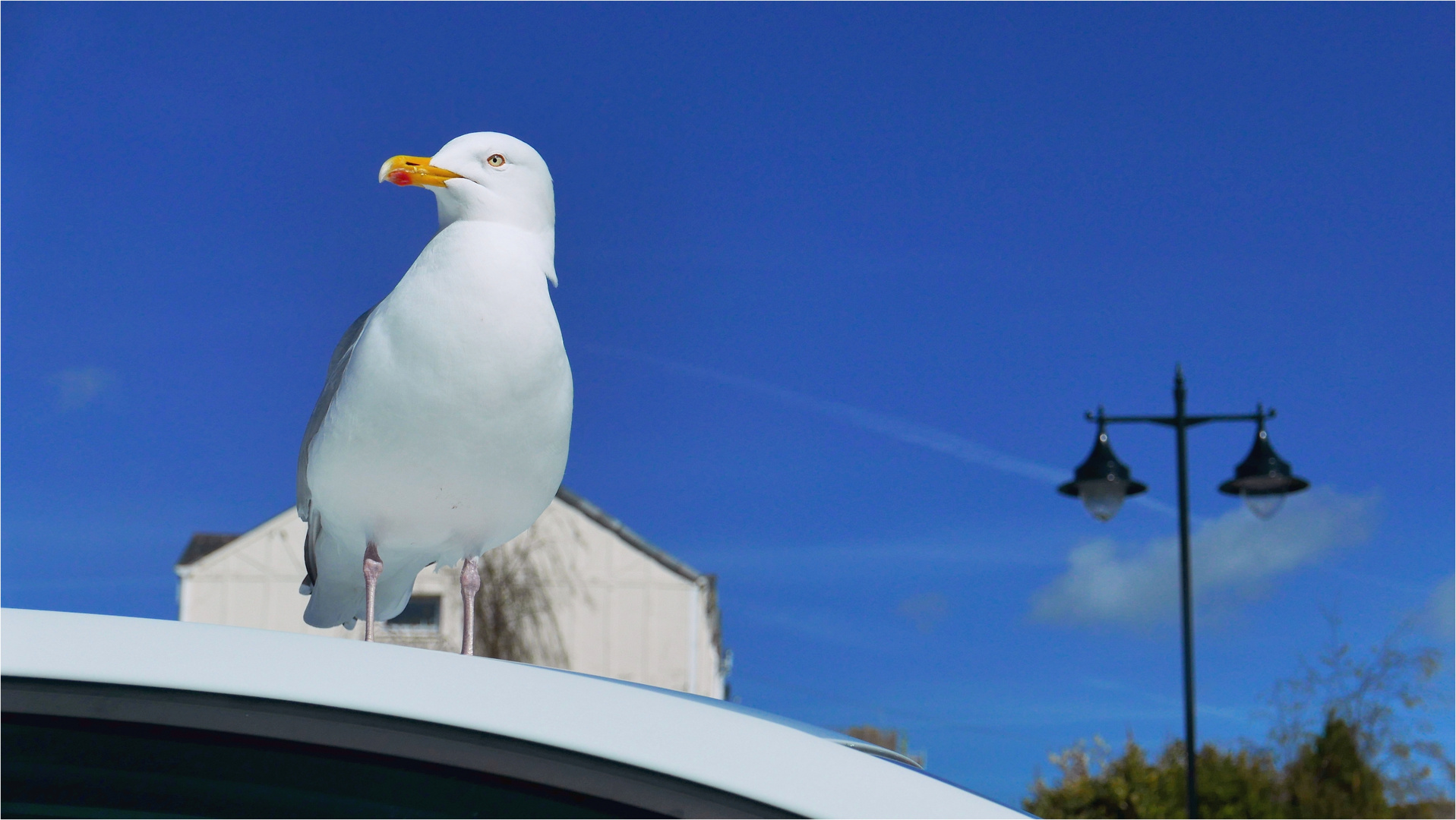 Wales Conwy Seagull