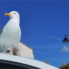 Wales Conwy Seagull