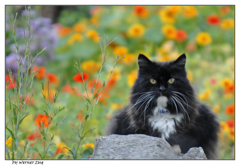 Wales-Kater mit Farbkleksen!