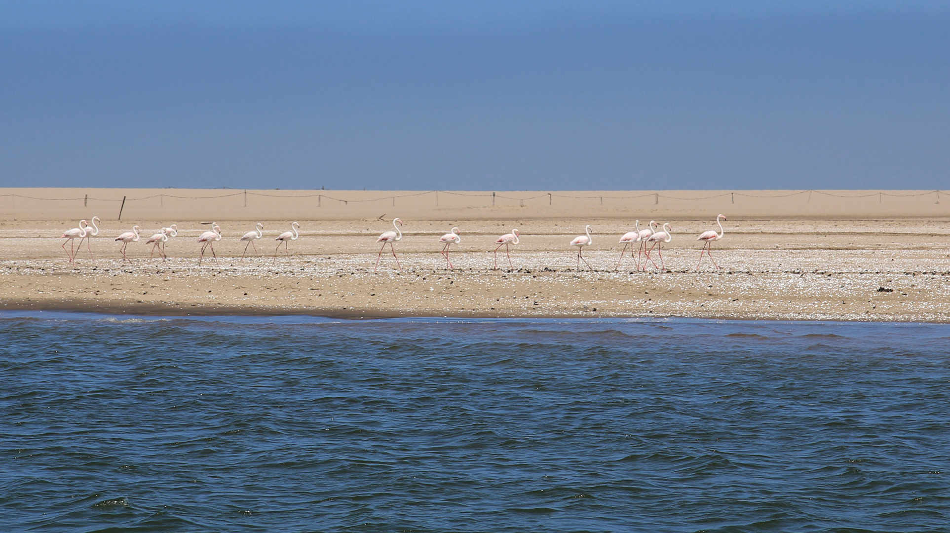 Walfischbucht Flamingos