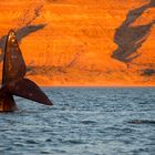 Walfluke im Sonnenuntergang