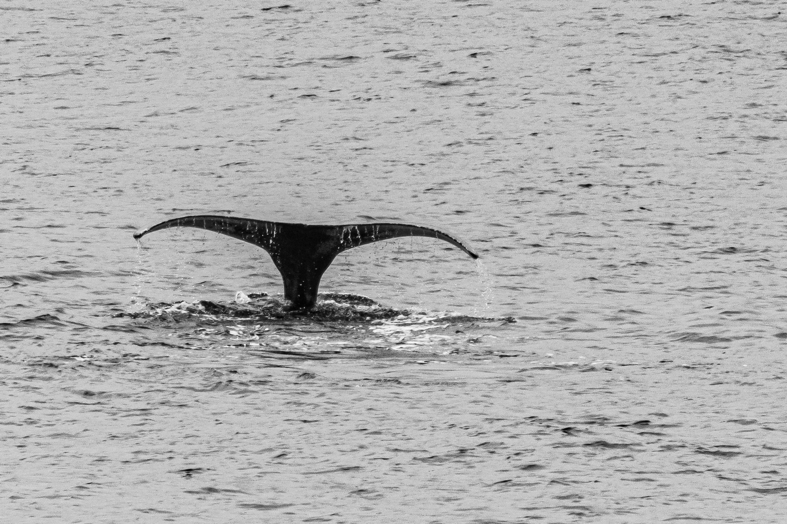 Walfluke Varangerfjord Norwegen