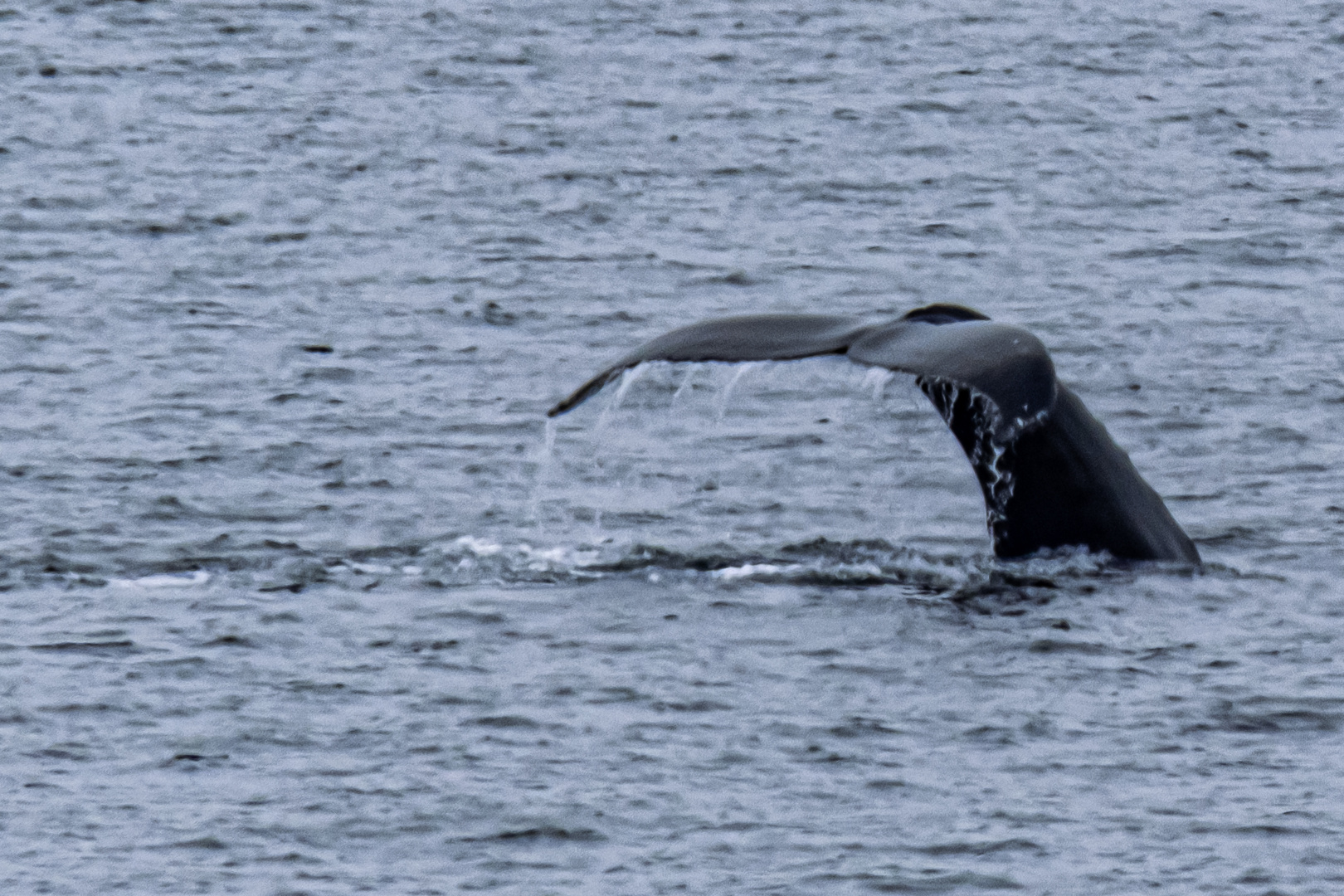 Walfluke Varangerfjord Norwegen