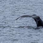 Walfluke Varangerfjord Norwegen