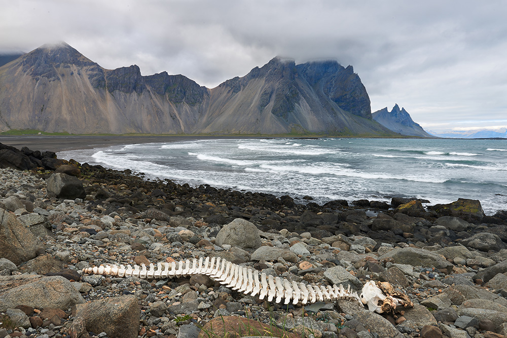 Walgerippe in Stokksnes