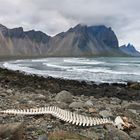 Walgerippe in Stokksnes