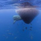 Walhai-Begegnung auf den Azoren... 