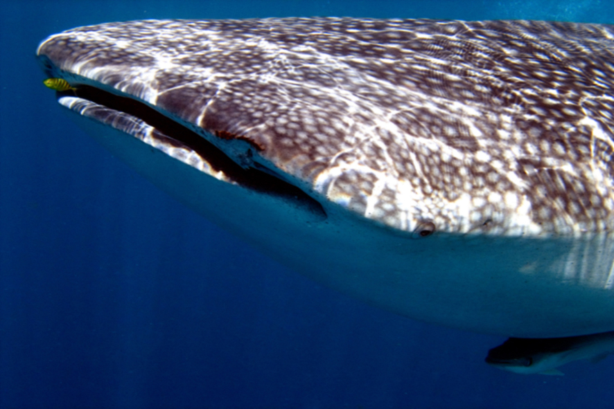 Walhai ( Größe 15m )