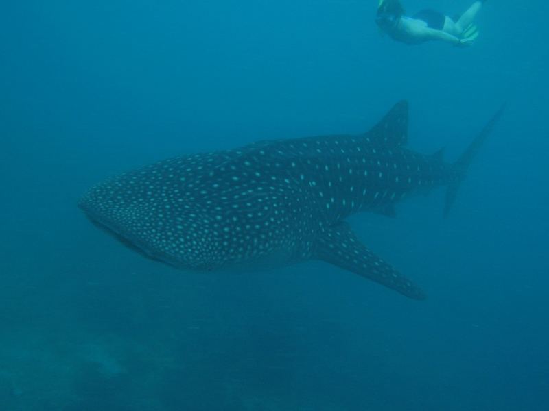 Walhai, Malediven Ari-Atoll, Februar 2007