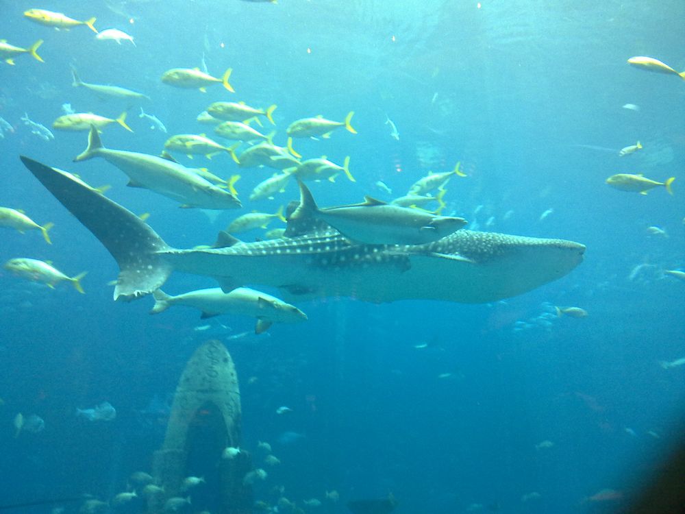 Walhai "Sammy", Palm Jumeirah Atlantis Hotel Aquarium, Dubai, Vereinigte Arabische Emirate