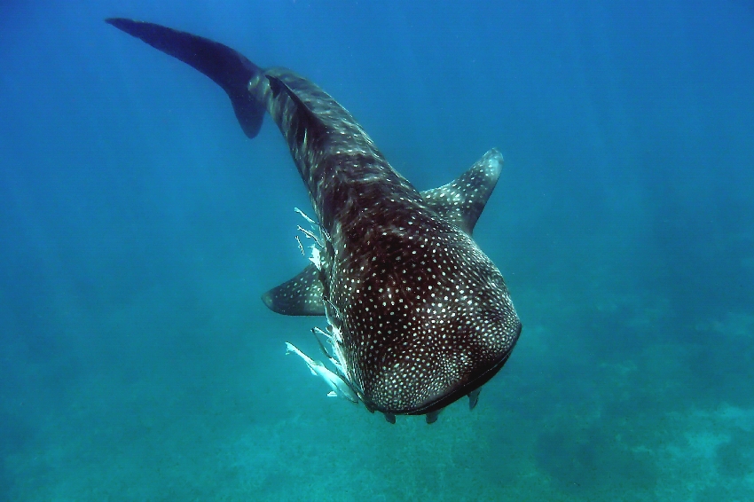 Walhai vor der Küste Zanzibars