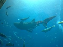 Walhai (Whale Shark) "Sammy", Palm Jumeirah Atlantis Hotel Aquarium, Dubai, V.A.Emirate.