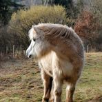 Walisische Schönheit