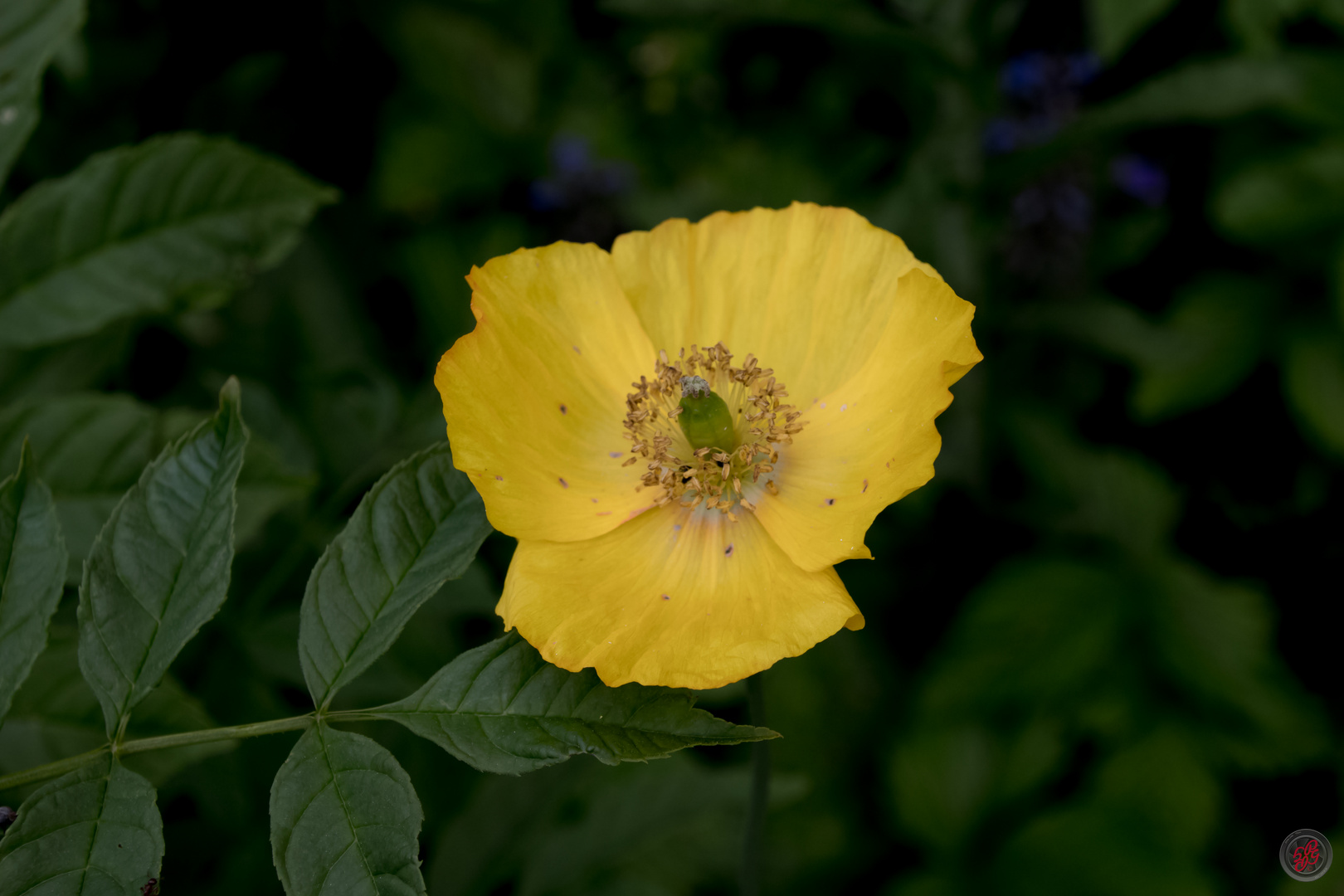 Walisischer Mohn