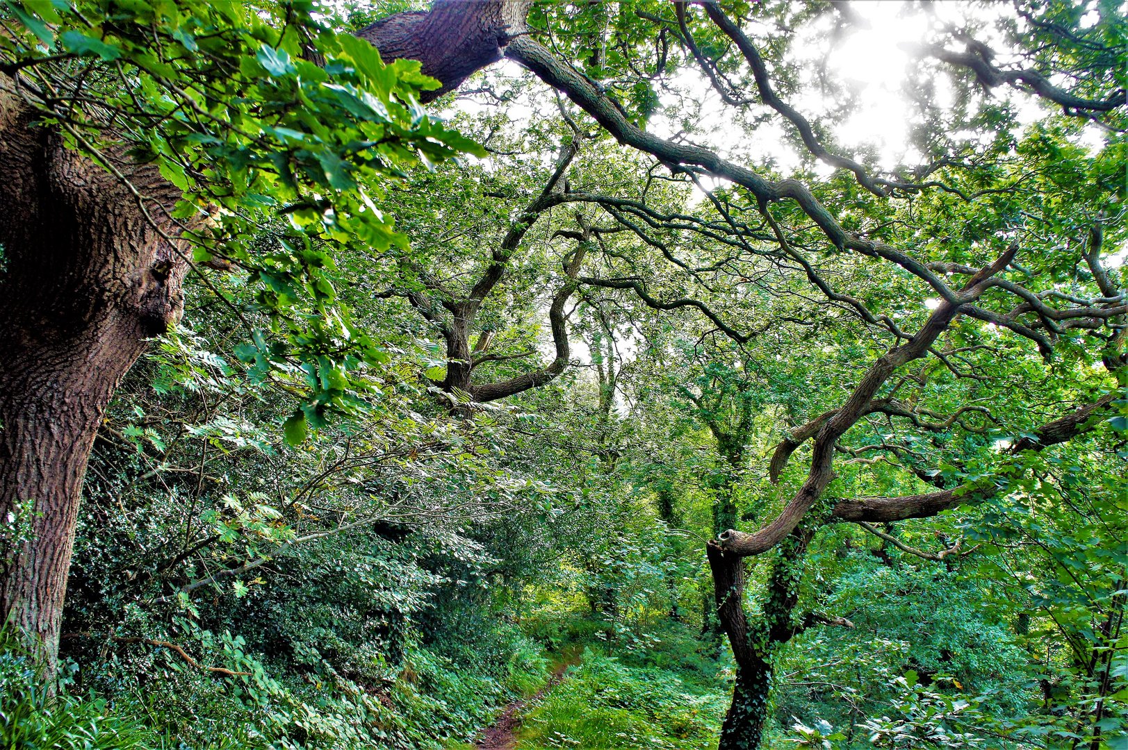 Walisischer Wald