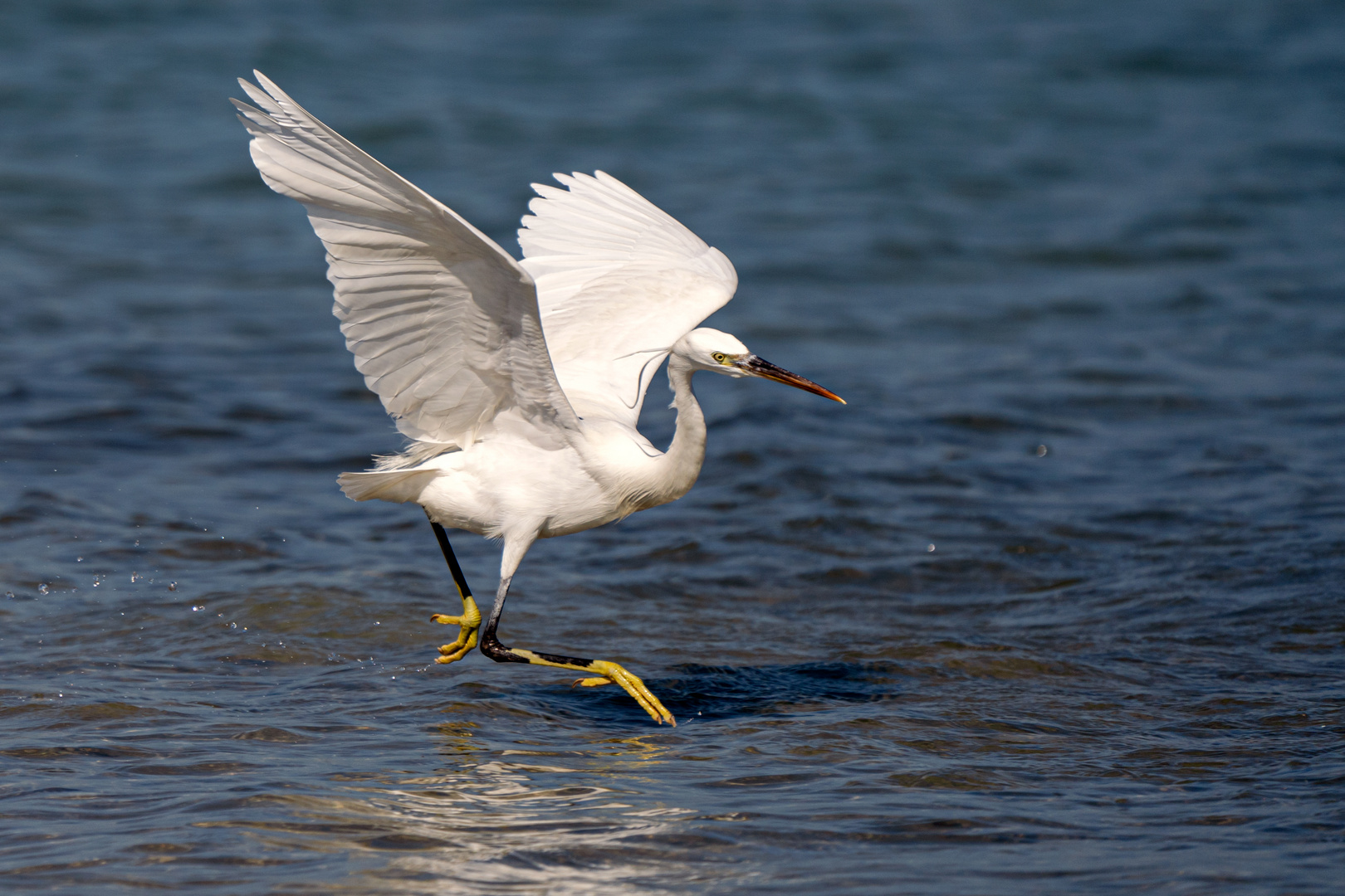 Walk as a Heron !!