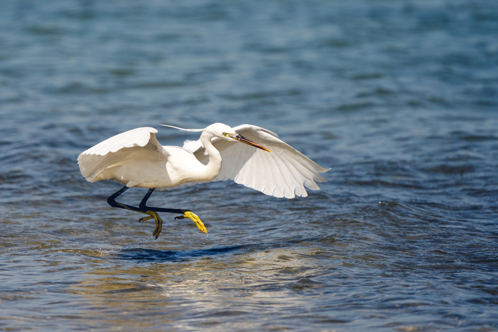 Walk as a Heron !!