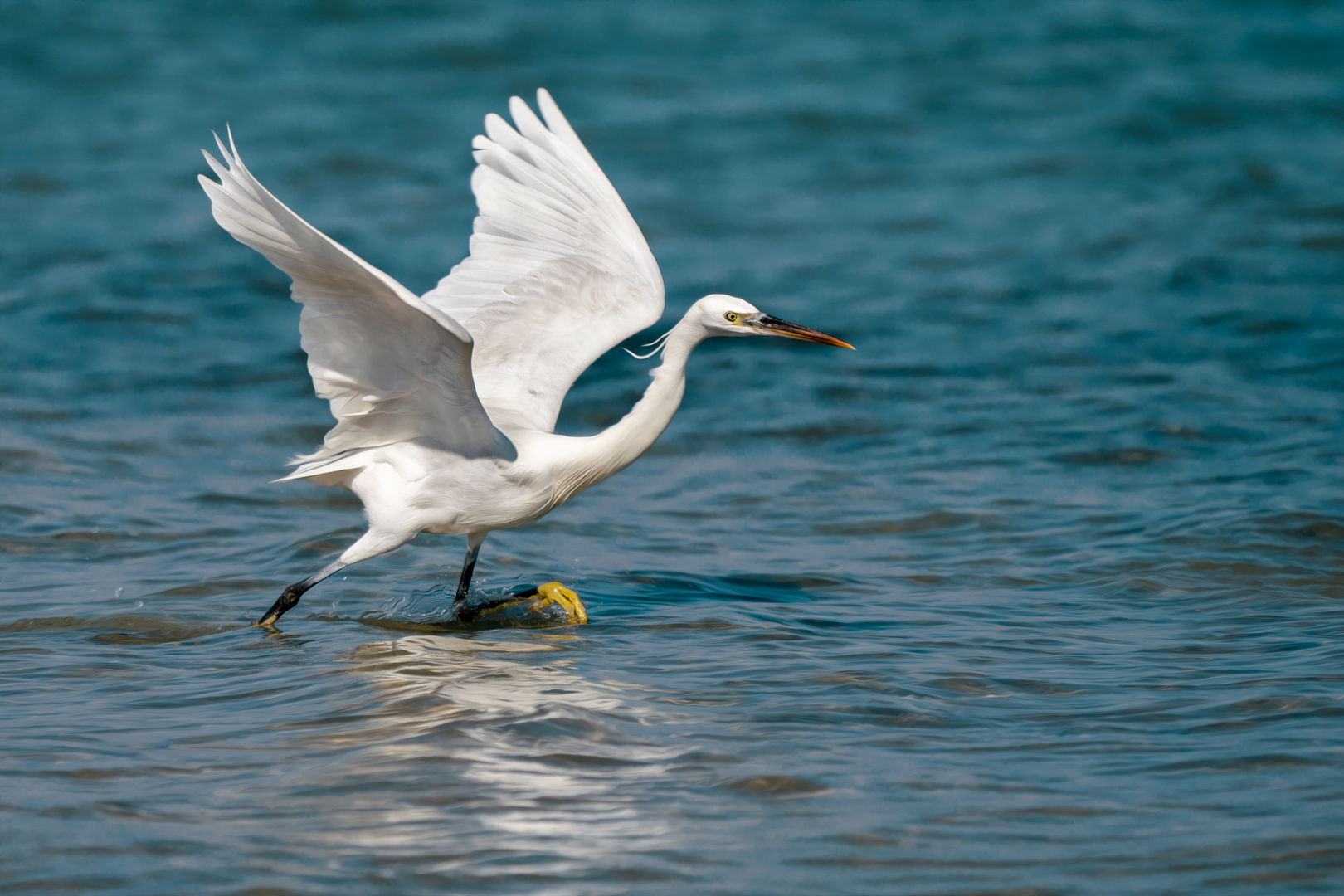 Walk as a Heron !!