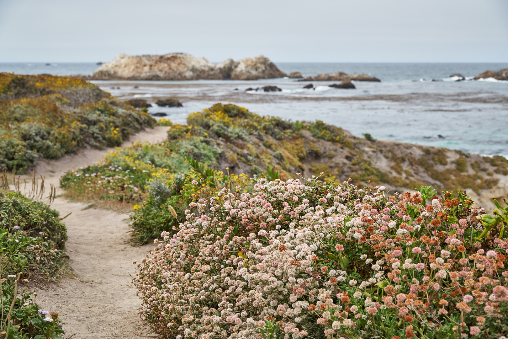 Walk at 17 Mile Drive