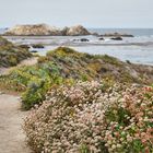 Walk at 17 Mile Drive