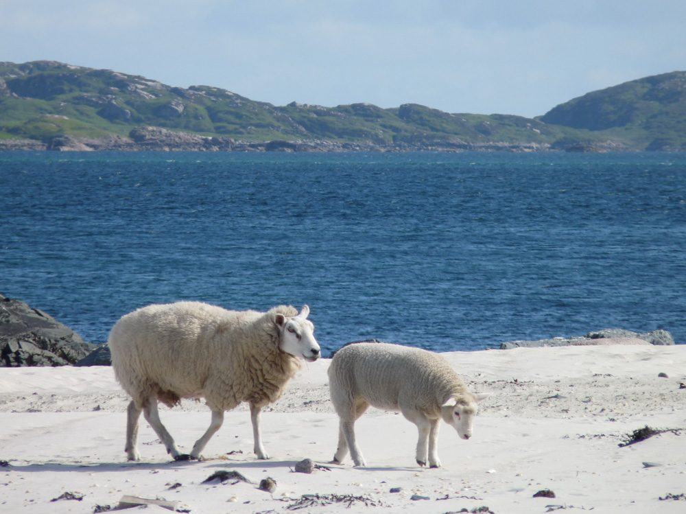 Walk at the beach