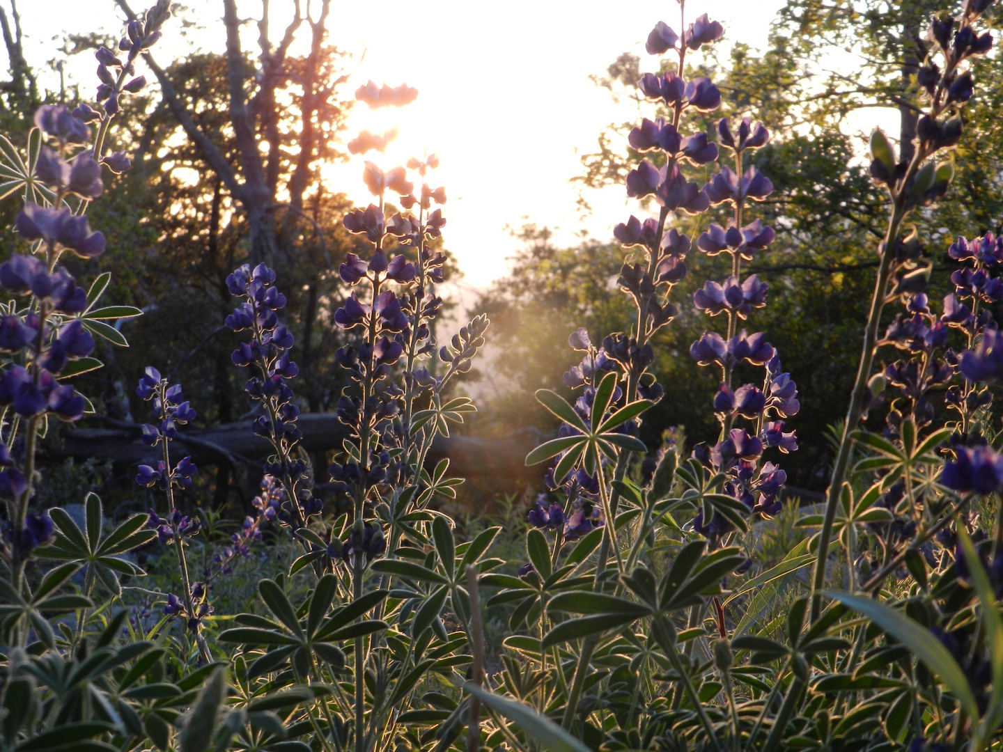 Walk in nature