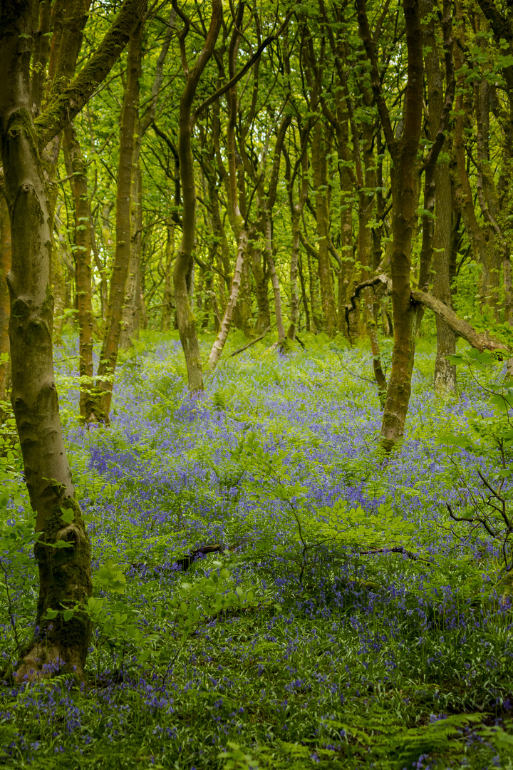 Walk in the forest (3)