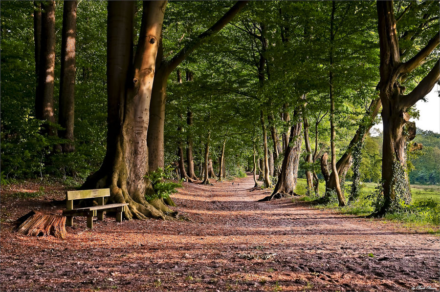 walk in the forest