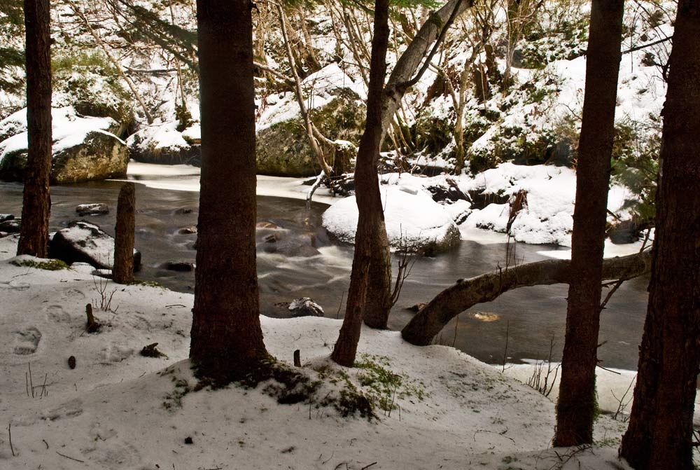 Walk in the forest