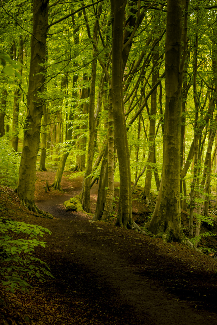 Walk in the forest