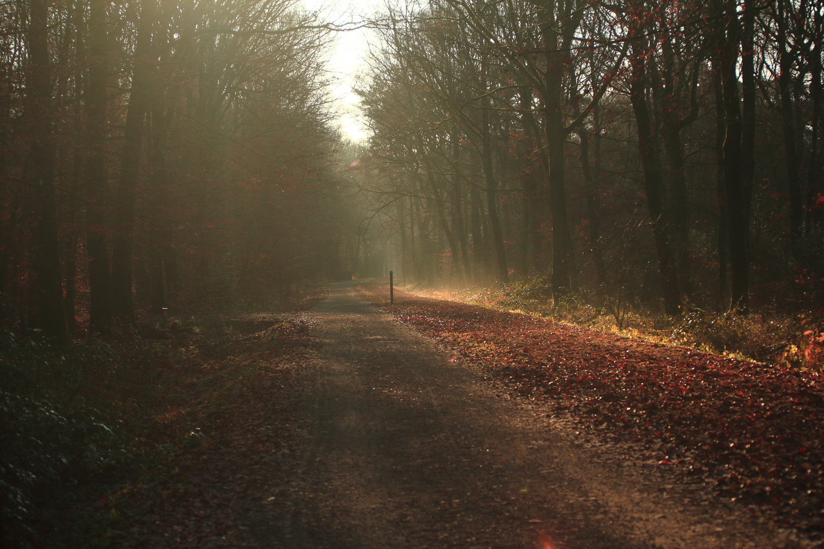 Walk in the Nature