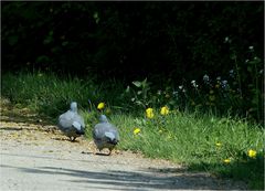 Walk in the Park