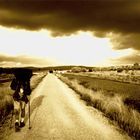 Walk into the Light - Camino de Santiago