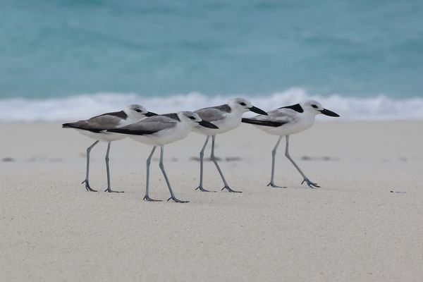 Walk like an Egyptian