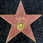 Walk of fame -