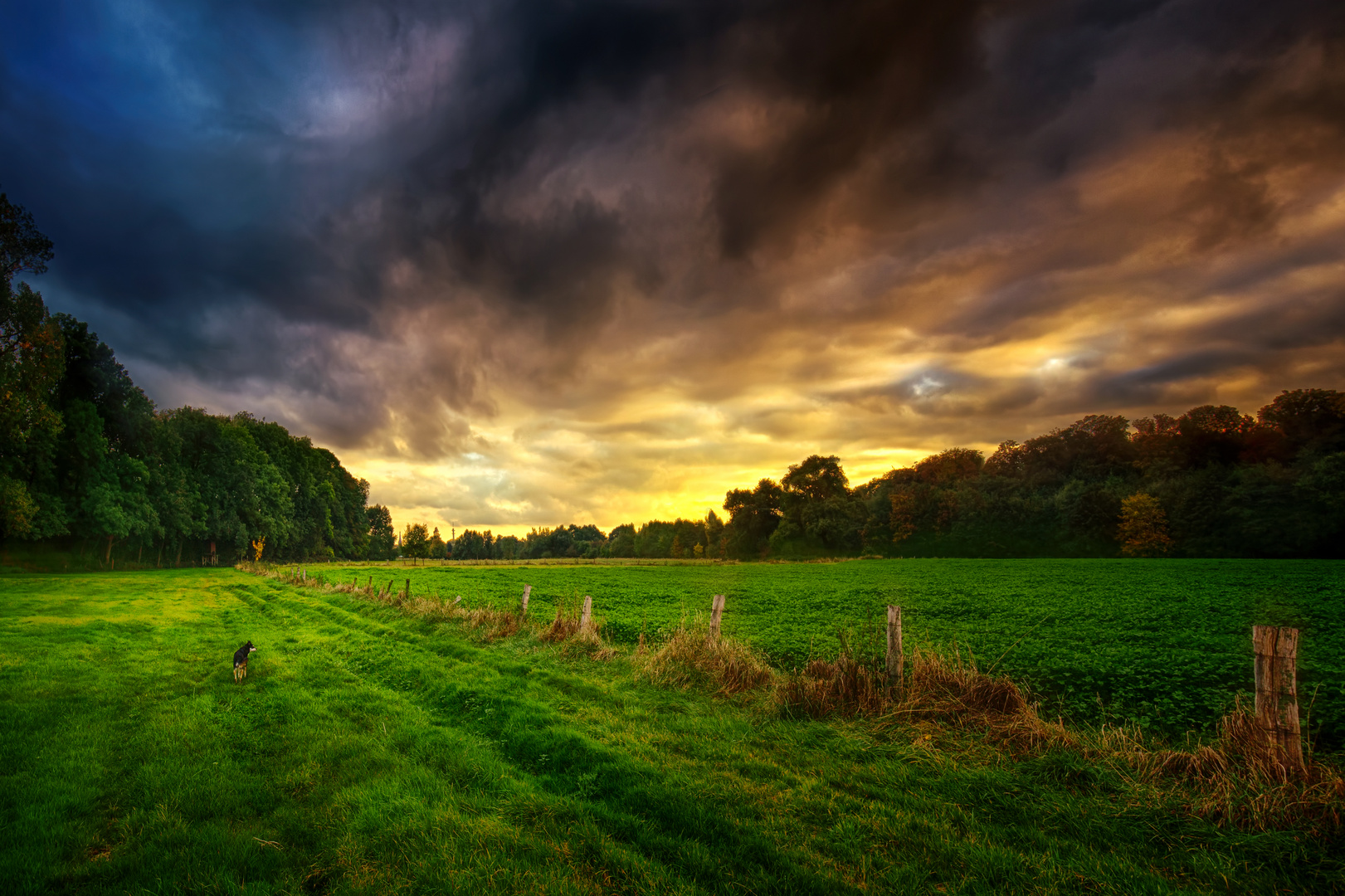 Walk on a green field